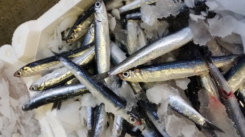 lavorazione e fornitura prodotti ittici freschi nel cuore dell'adriatico a san benedetto del tronto