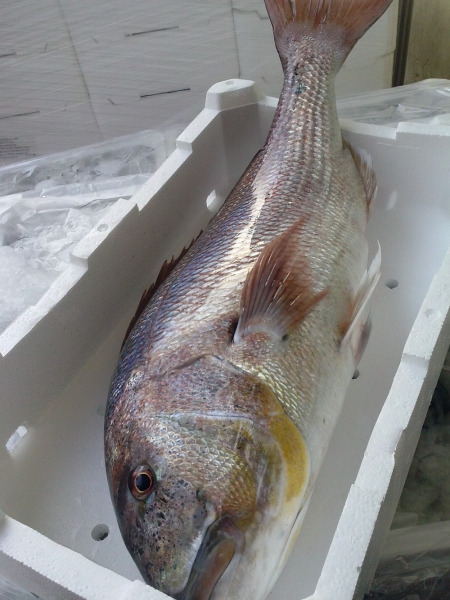 pesce azzurro dell'adriatico dal mercato ittici di san benedetto del tronto per fornitori e grossisti di tutta italia