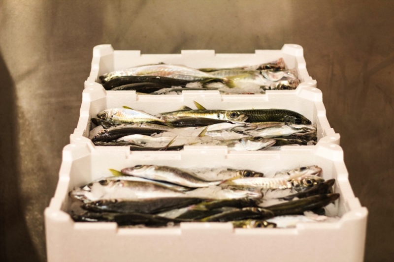 lavorazione e fornitura prodotti ittici freschi nel cuore dell'adriatico a san benedetto del tronto