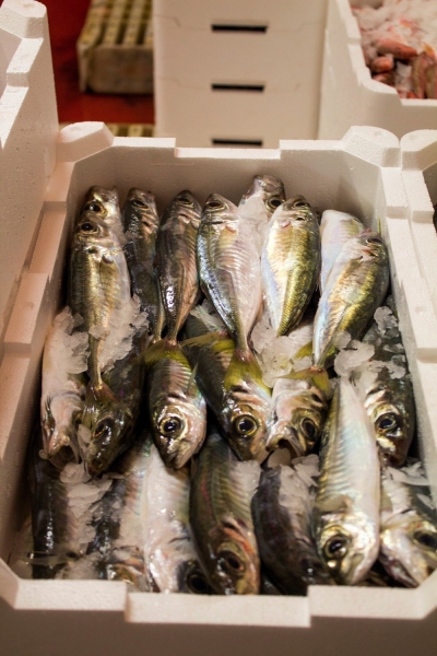 pesce fresco e pesce azzurro dell'adriatico. fornitori prodotti ittici adriatico san benedetto del tronto in tutta italia