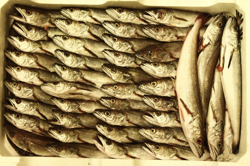 pesce fresco del mar adriatico per grossisti e fornitori prodotti ittici san benedetto del tronto
