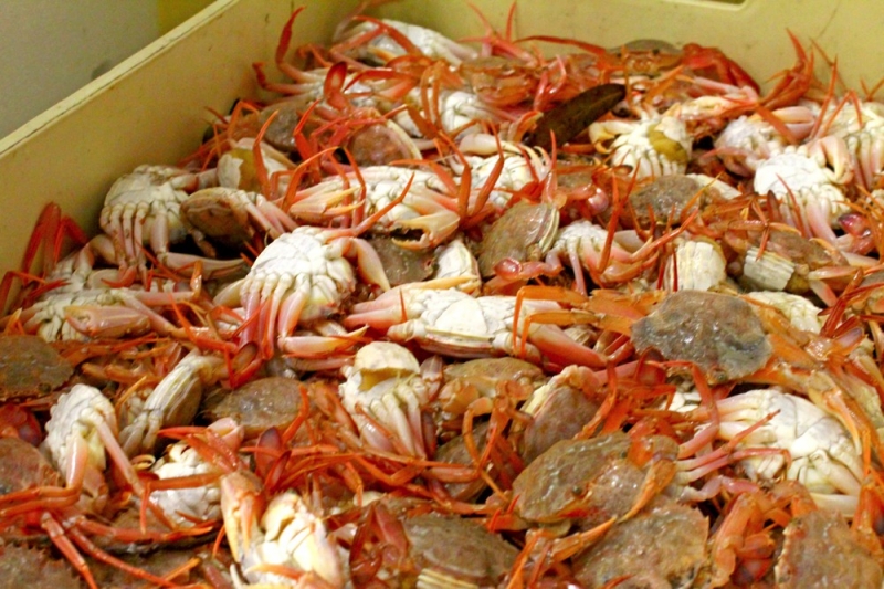 pesce fresco del mar adriatico per grossisti e fornitori prodotti ittici san benedetto del tronto