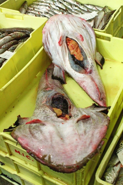 pesce fresco del mar adriatico per grossisti e fornitori prodotti ittici san benedetto del tronto