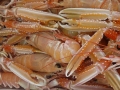 pesce fresco del mar adriatico per grossisti e fornitori prodotti ittici san benedetto del tronto