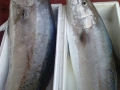 pesce azzurro dell'adriatico dal mercato ittici di san benedetto del tronto per fornitori e grossisti di tutta italia