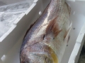 pesce azzurro dell'adriatico dal mercato ittici di san benedetto del tronto per fornitori e grossisti di tutta italia