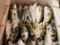 pesce fresco e pesce azzurro dell'adriatico. fornitori prodotti ittici adriatico san benedetto del tronto in tutta italia