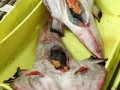 pesce fresco del mar adriatico per grossisti e fornitori prodotti ittici san benedetto del tronto