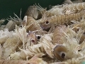 pesce fresco del mar adriatico per grossisti e fornitori prodotti ittici san benedetto del tronto