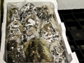 pesce fresco del mar adriatico per grossisti e fornitori prodotti ittici san benedetto del tronto