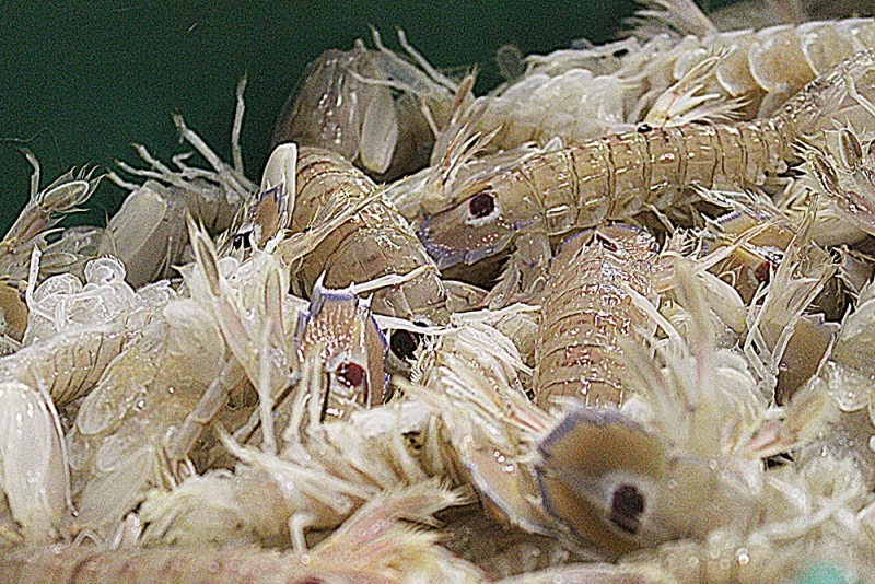 pesce fresco del mare adriatico. leader nel commercio prodotti ittici san benedetto del tronto