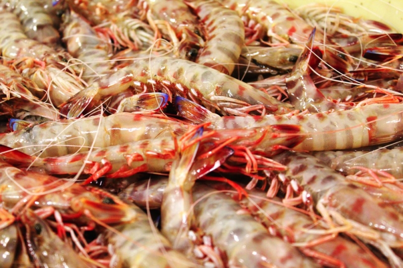 pesce fresco del mare adriatico. leader nel commercio prodotti ittici san benedetto del tronto