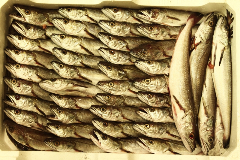 pesce fresco del mare adriatico. leader nel commercio prodotti ittici san benedetto del tronto