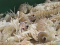 pesce fresco del mare adriatico. leader nel commercio prodotti ittici san benedetto del tronto